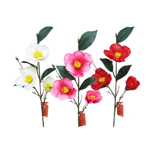 Camellia