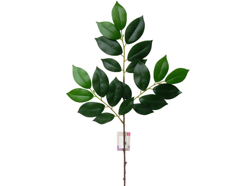 Cleyera Japonica