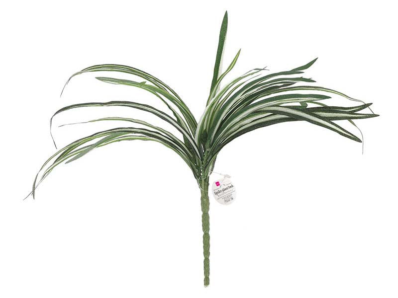 Spider Plants Bush