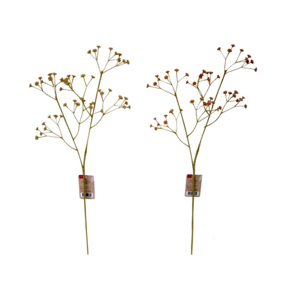 Gypsophila B Nuance