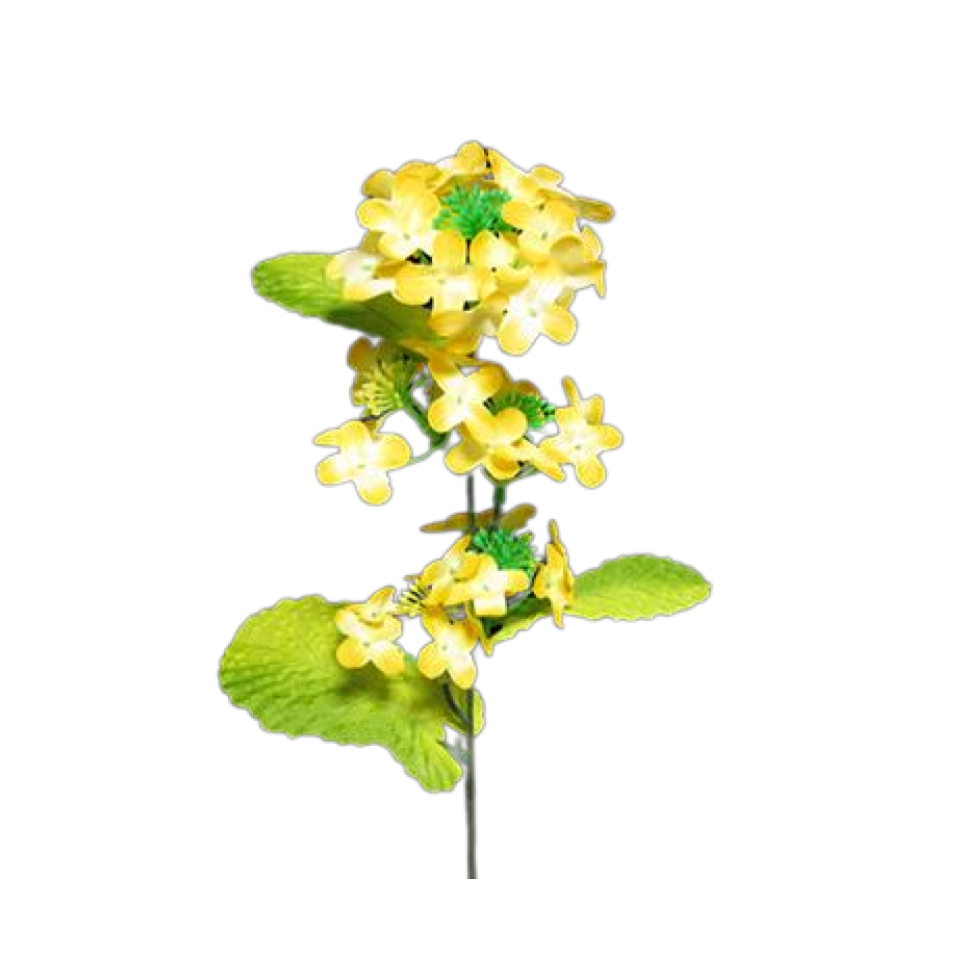 Rape Blossoms