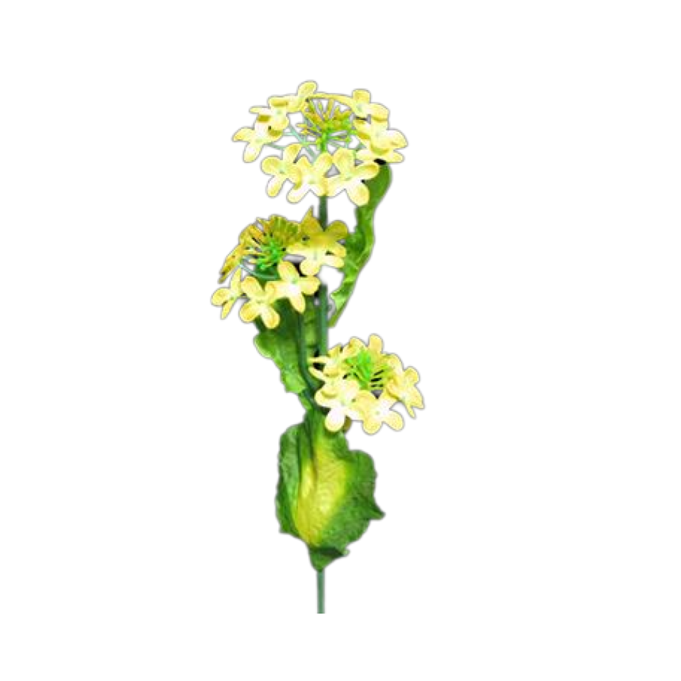 Rape Blossoms