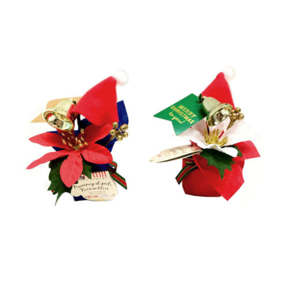 Arranged Pot Poinsettia