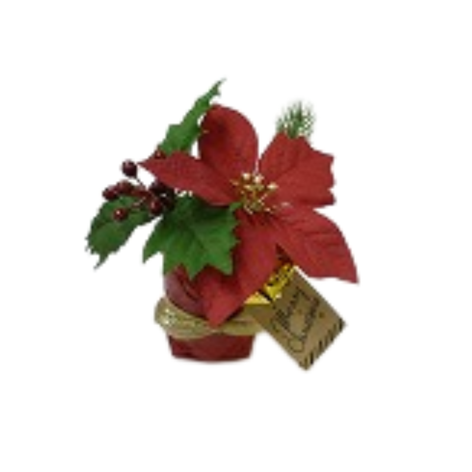 Arranged Pot Poinsettia