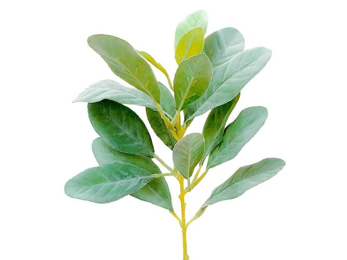 Sage