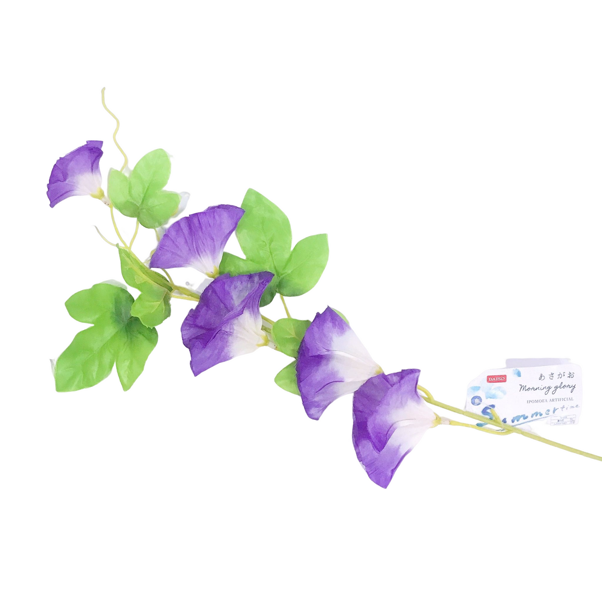 Morning Glory