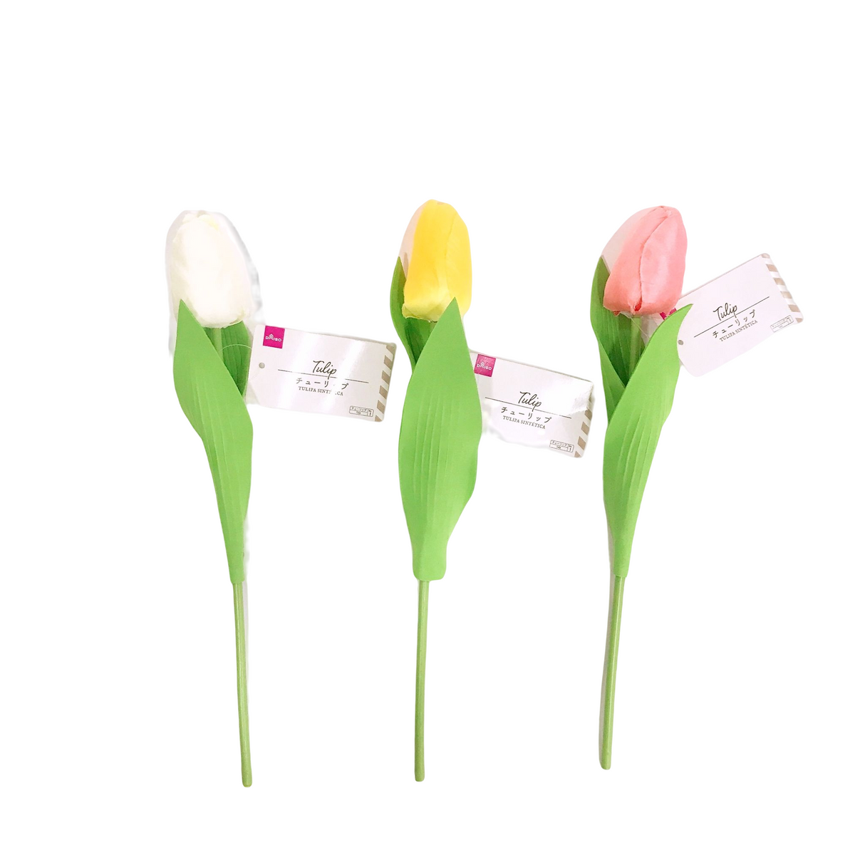 Tulip