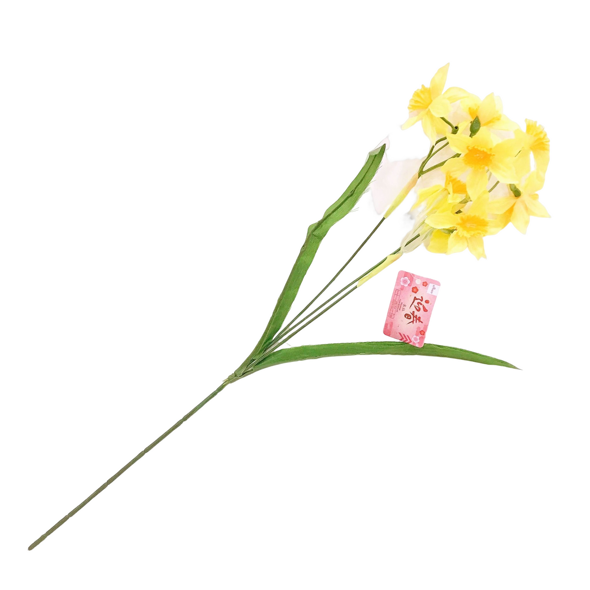 Narcissus