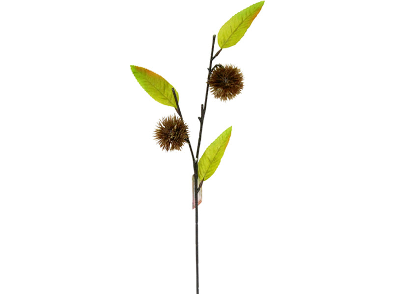 Chestnut