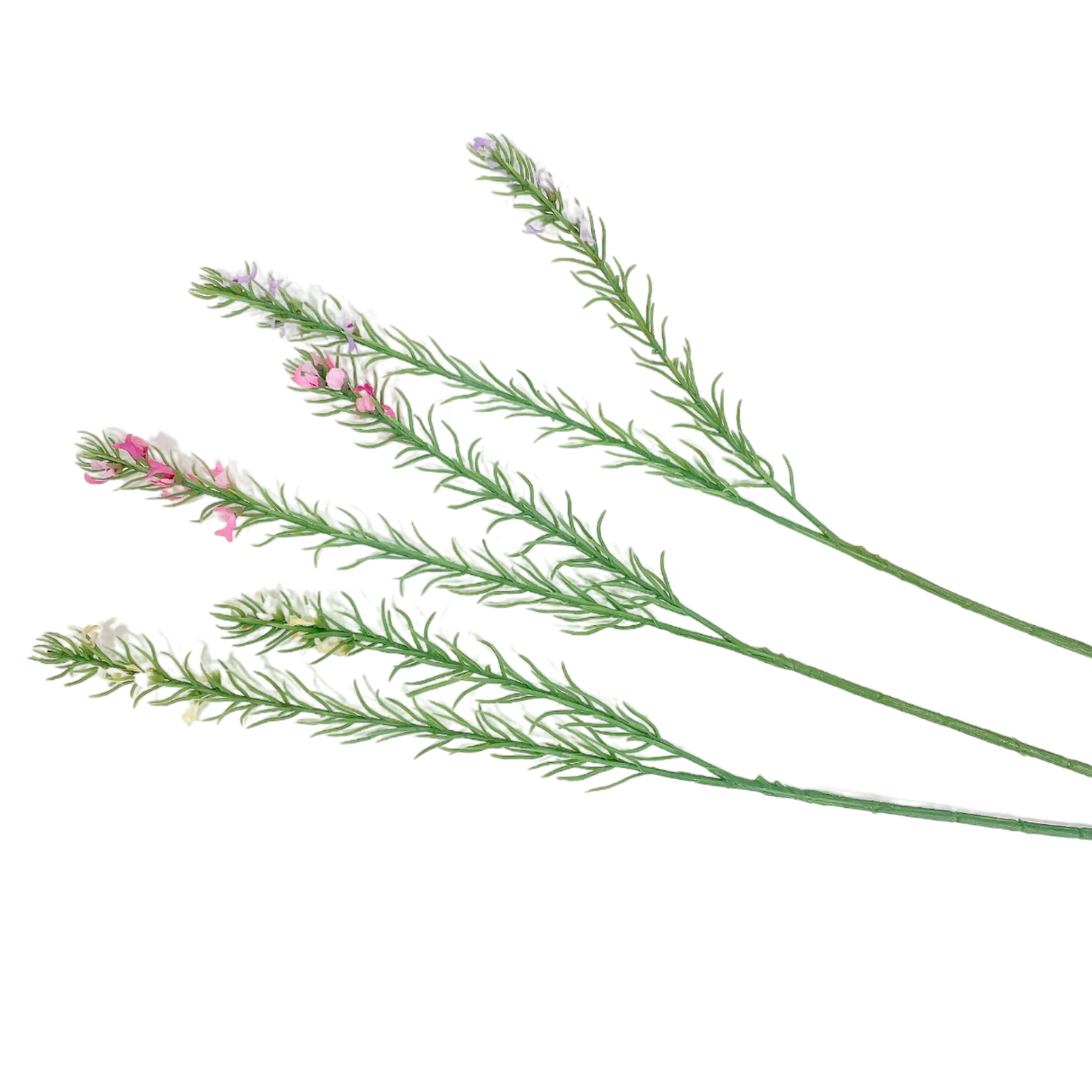 Rosemary