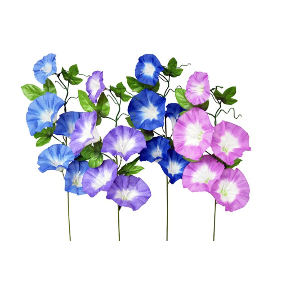 Morning Glory