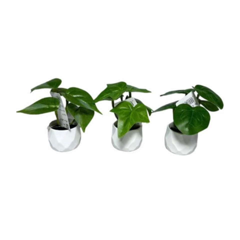 Green Pot