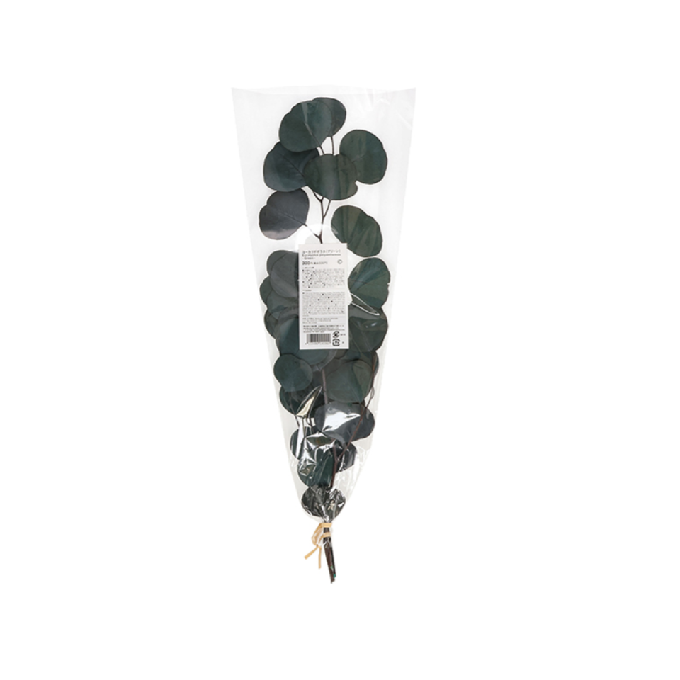 Eucalyptus Polyanthemos Green