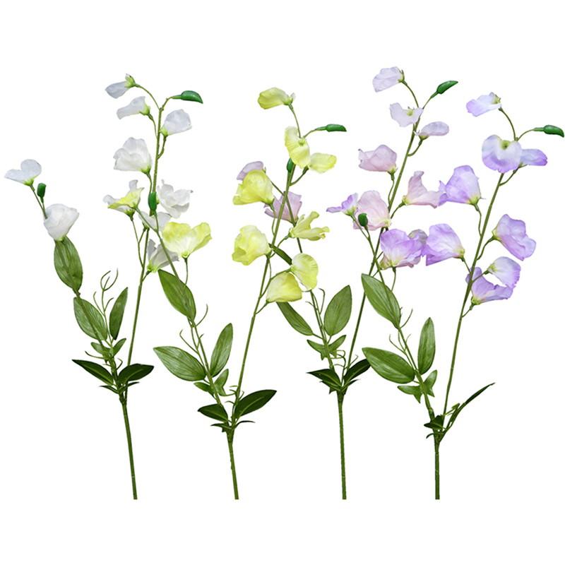 Sweet Pea
