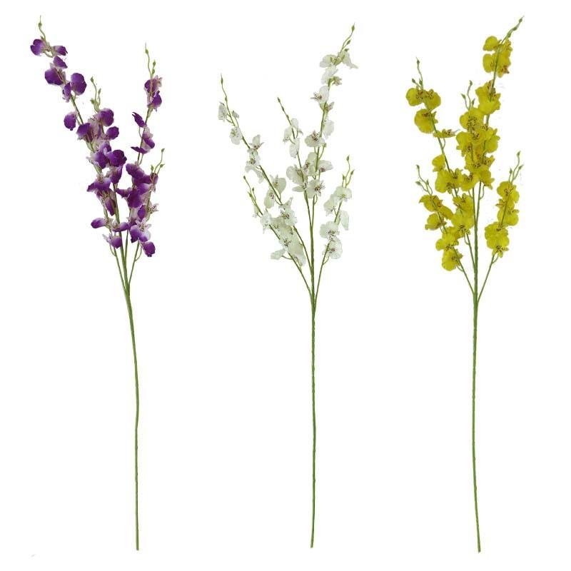 Oncidium