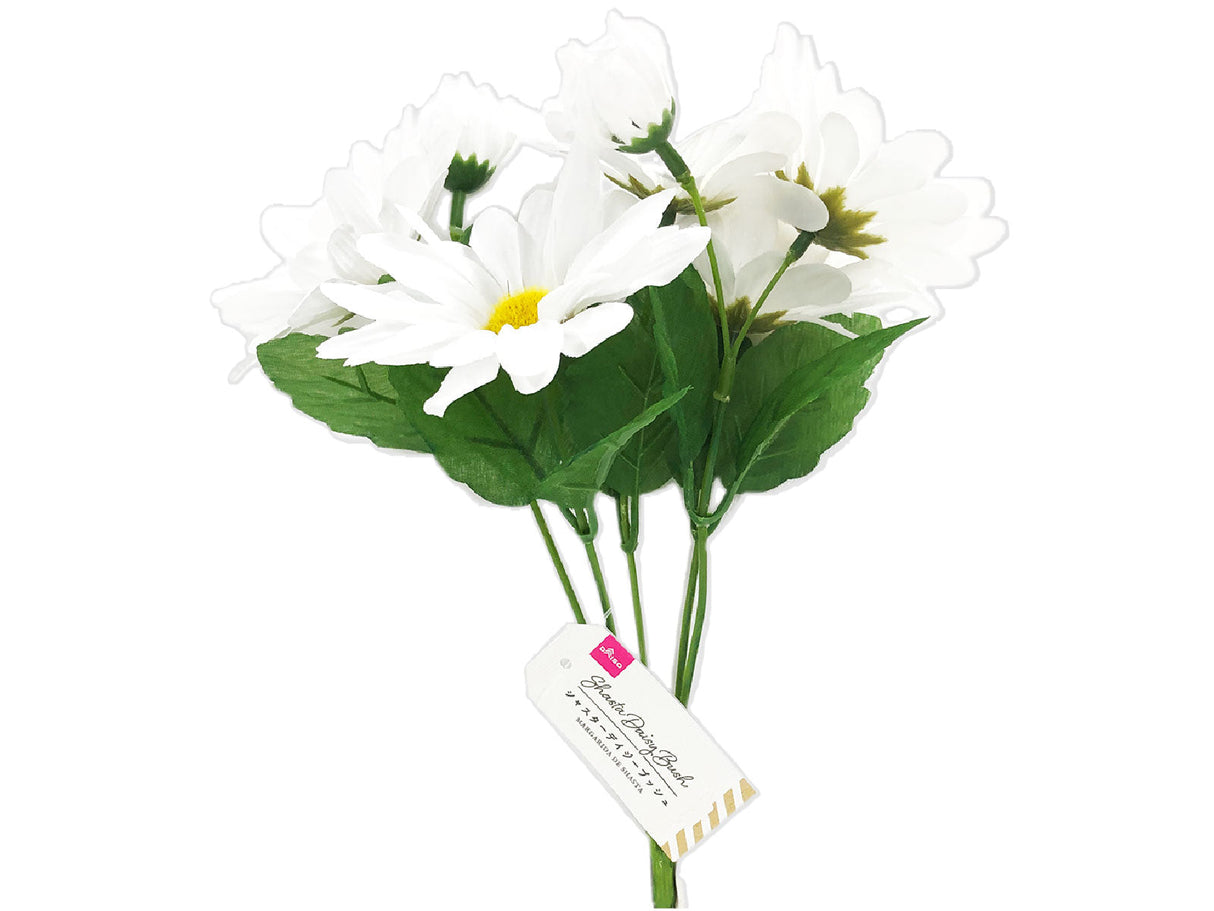 Shasta Daisy Bush